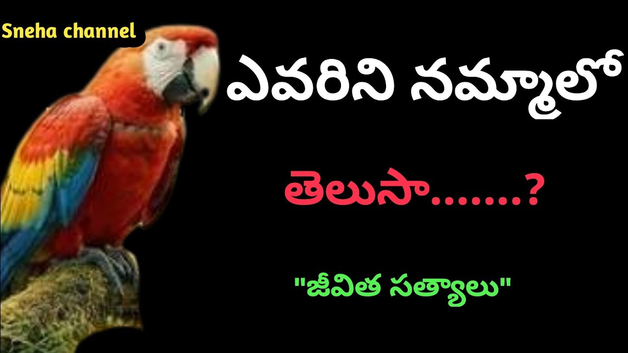 wonderful quotes#900#jivithasathyalu |Million dalar quotes |‌|Sneha channel