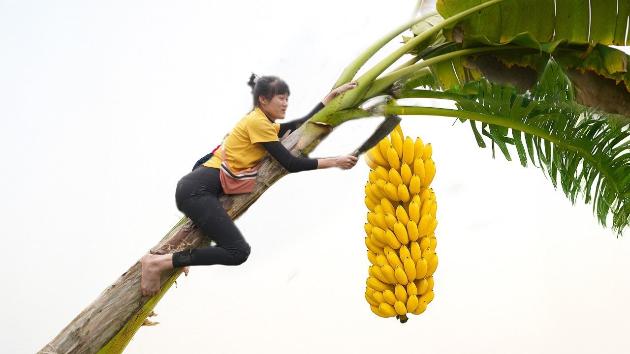 Full Harvesting Many Yellow Banana Goes To Market Sell, Watermelon harvesting, Honey extraction