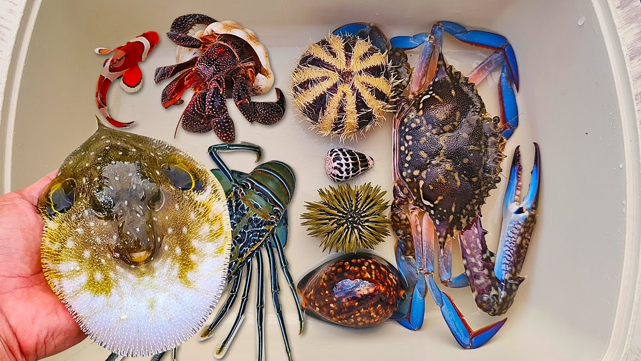 Tangkap kelomang dan ikan buntal, siput, kerang, keong, kepiting, ikan laut, ikan nemo, lobster
