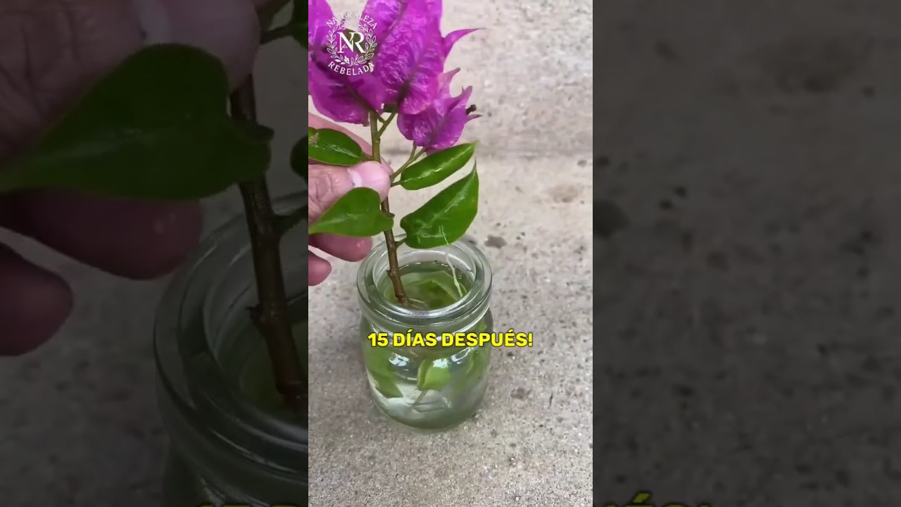 Reproduce Bugambilia F&aacute;cil/Grow Bougainvillea Easy#TrucoDeJardineria#EnraizanteNatural #plantas