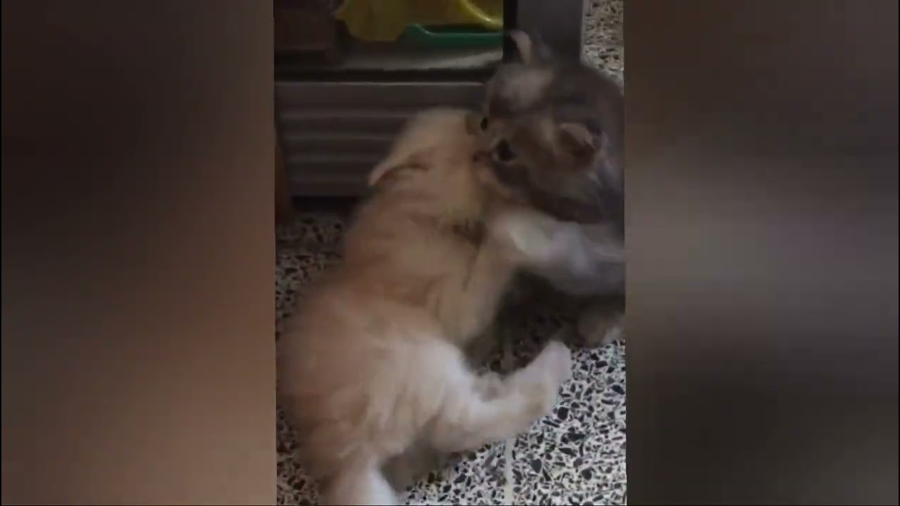The Meaows