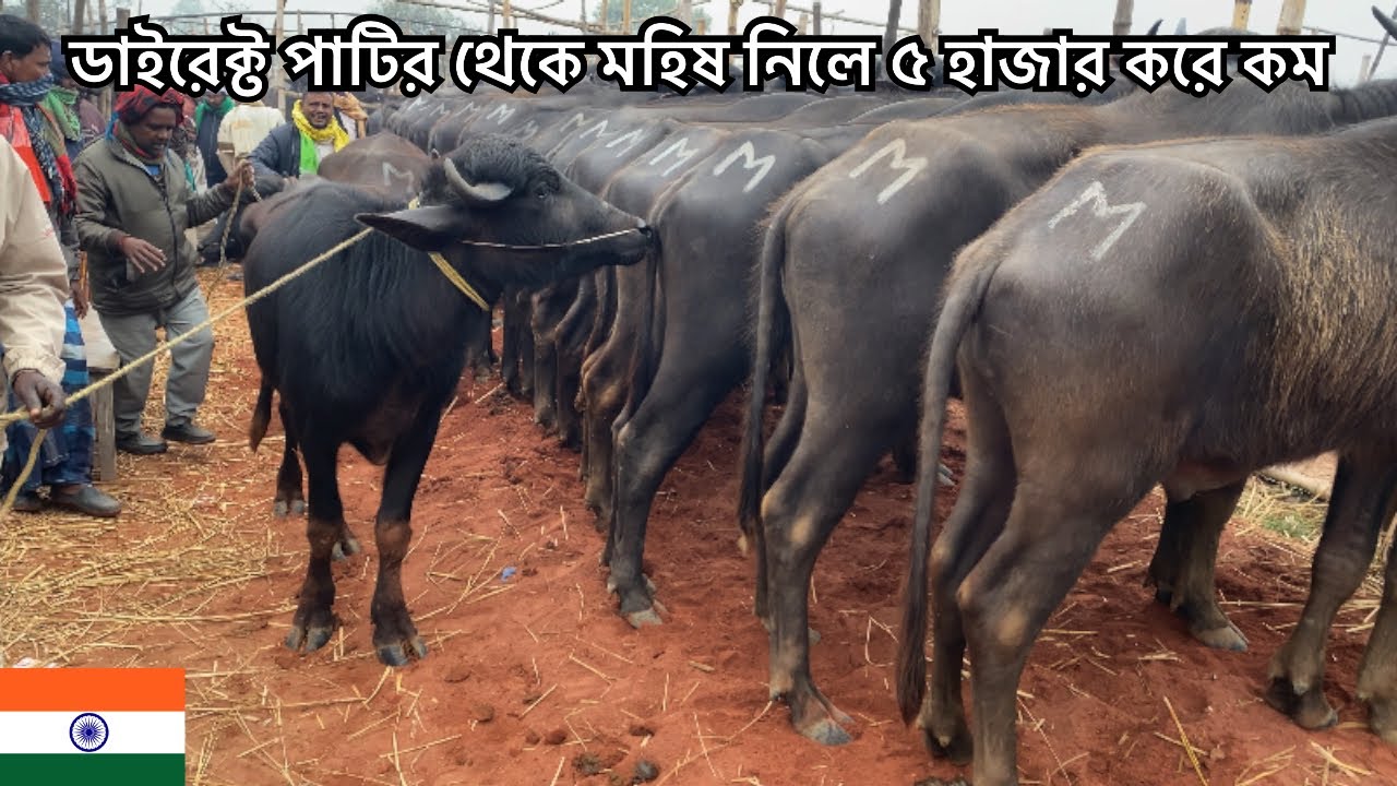 ইন্ডিয়ান হাড্ডি ষাড় মহিষের বাজার দর জানুন | সিটি হাট রাজশাহী 