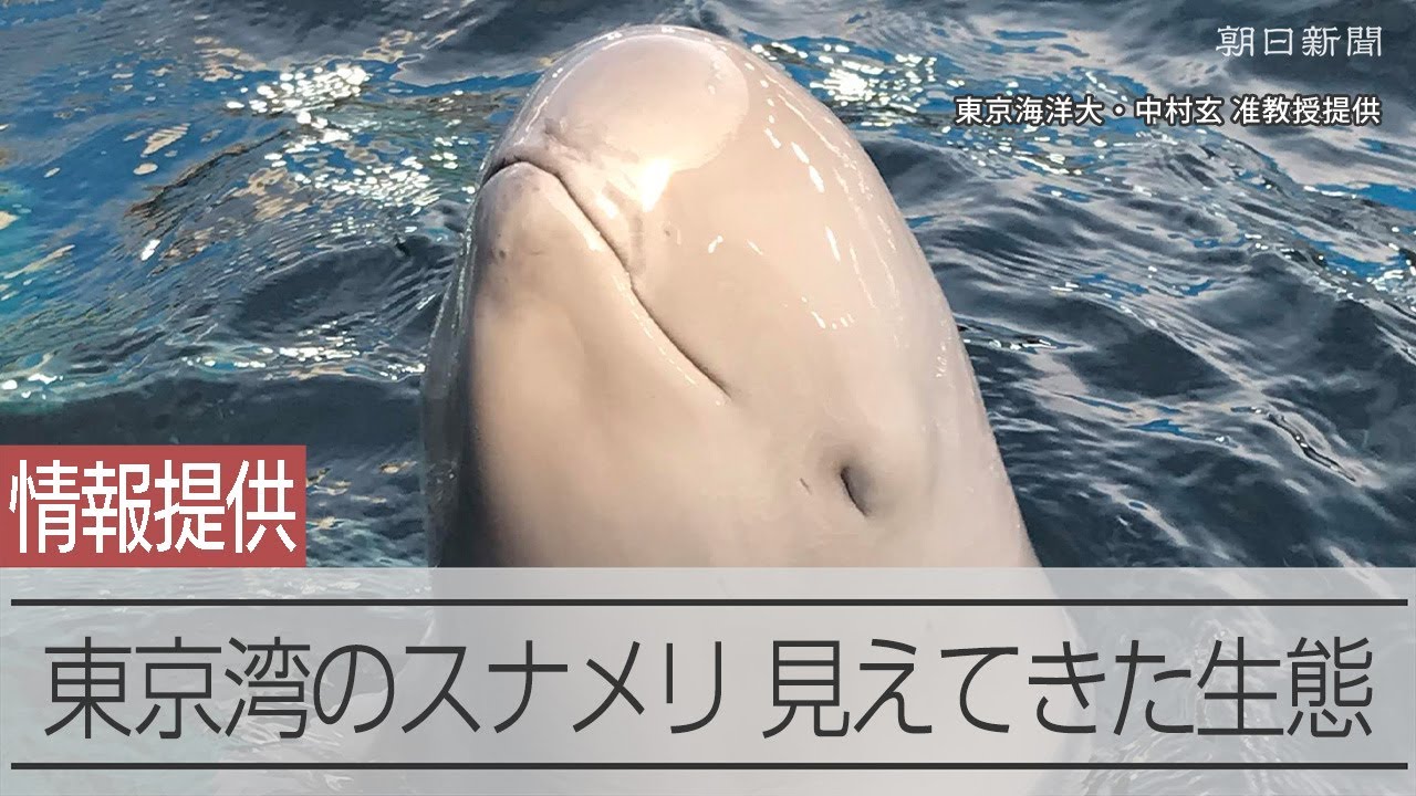 東京湾で生息しているスナメリ　目撃情報集め生態を解明へ
