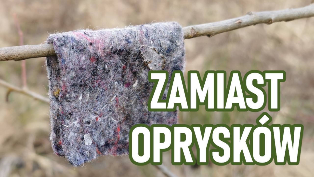 Ta szmatka zabija szkodniki. Sposób na przędziorki i szpeciele