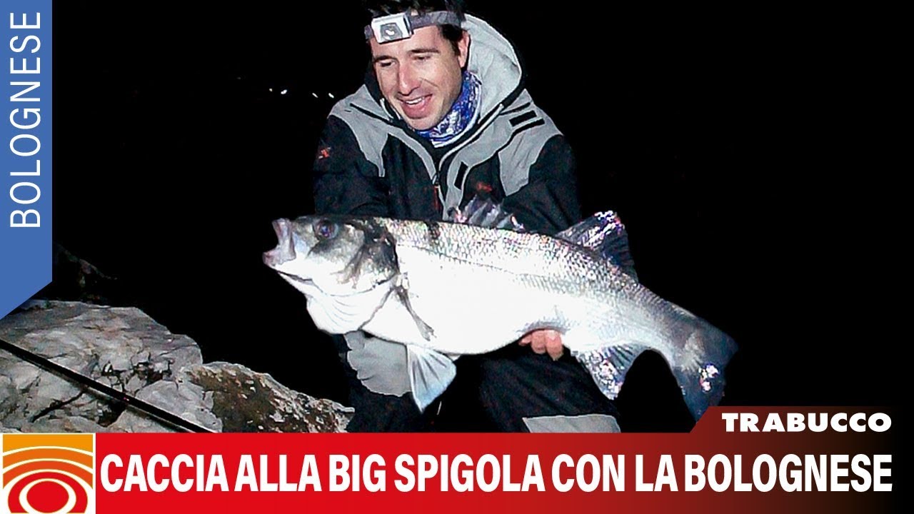 Trabucco TV - CACCIA ALLA BIG SPIGOLA CON LA BOLOGNESE