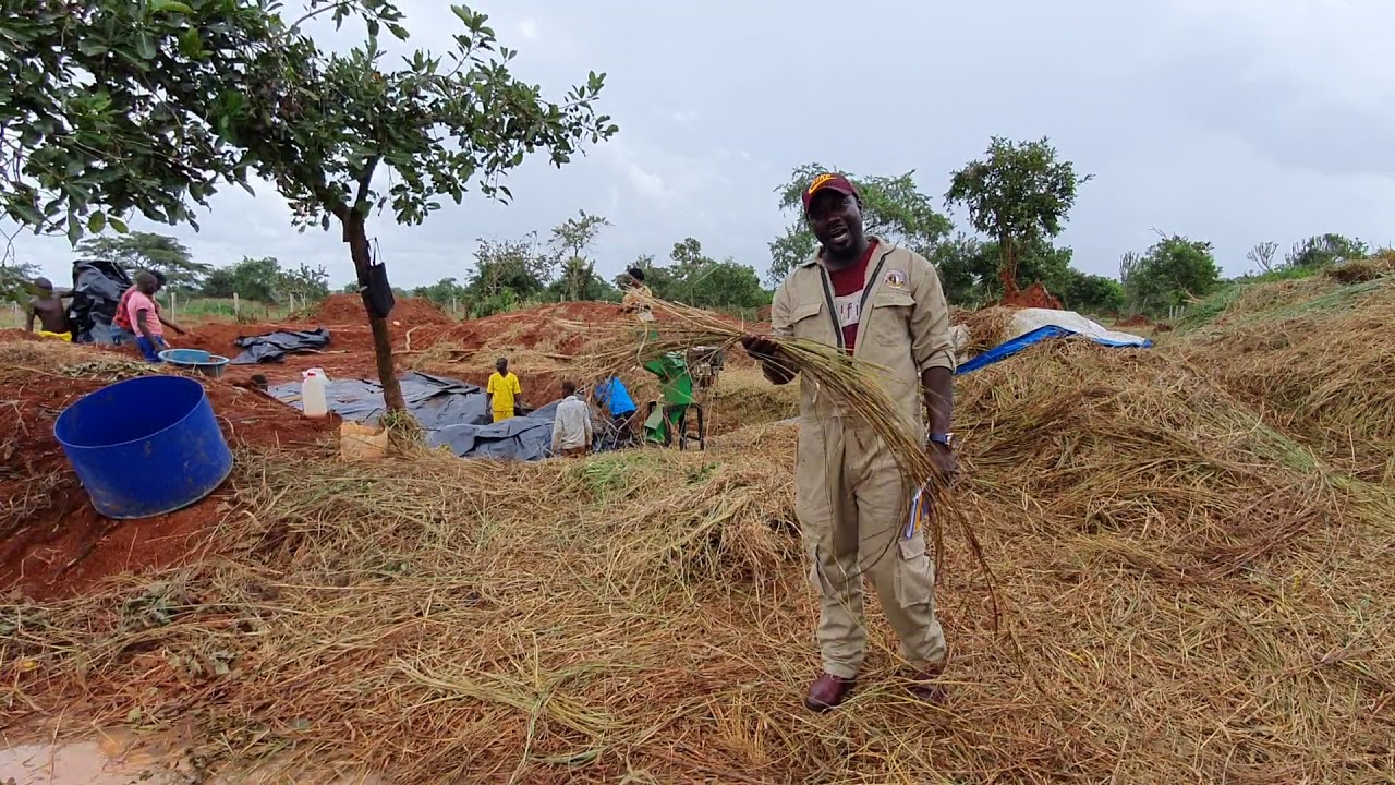 How to ensile any grass to make it good silage or good feed by hamiisi semanda +256773343283
