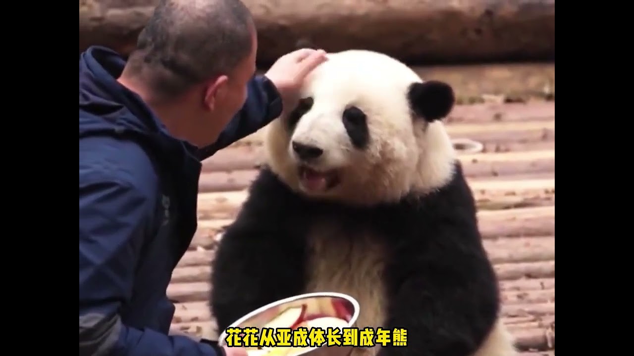 花花和谭爷爷呆久了，爷孙俩不仅长的越来越像，花花甚至可以模仿 #大熊猫花花 #谭爷爷