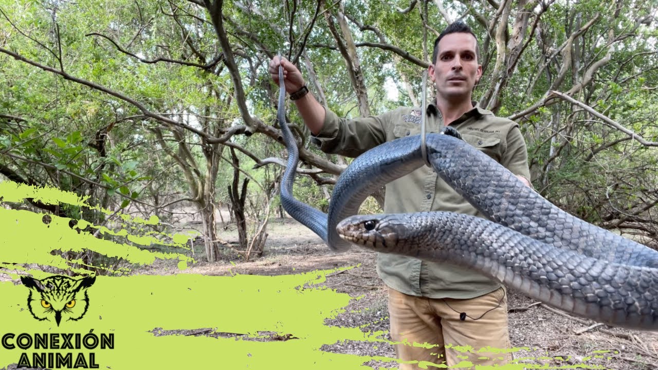 Serpiente Indigo. La mas grande no venenosa de Norteamerica.