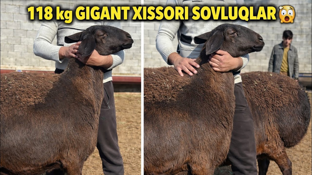 TOJIKISTON XISSORI VA AVGON SOVLUQLAR KELDI 2026💥