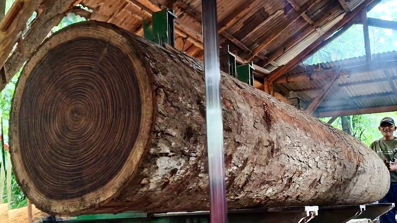 Тайна, скрывающаяся за крупными и очень редкими породами древесины (древесина рау) на лесопилке.