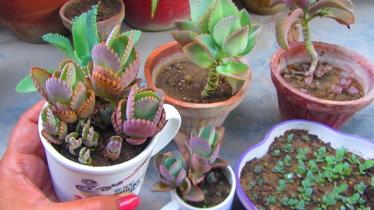 Beginners First Choice Mother Of Thousand Plant | Succulent | Urdu/Hindi