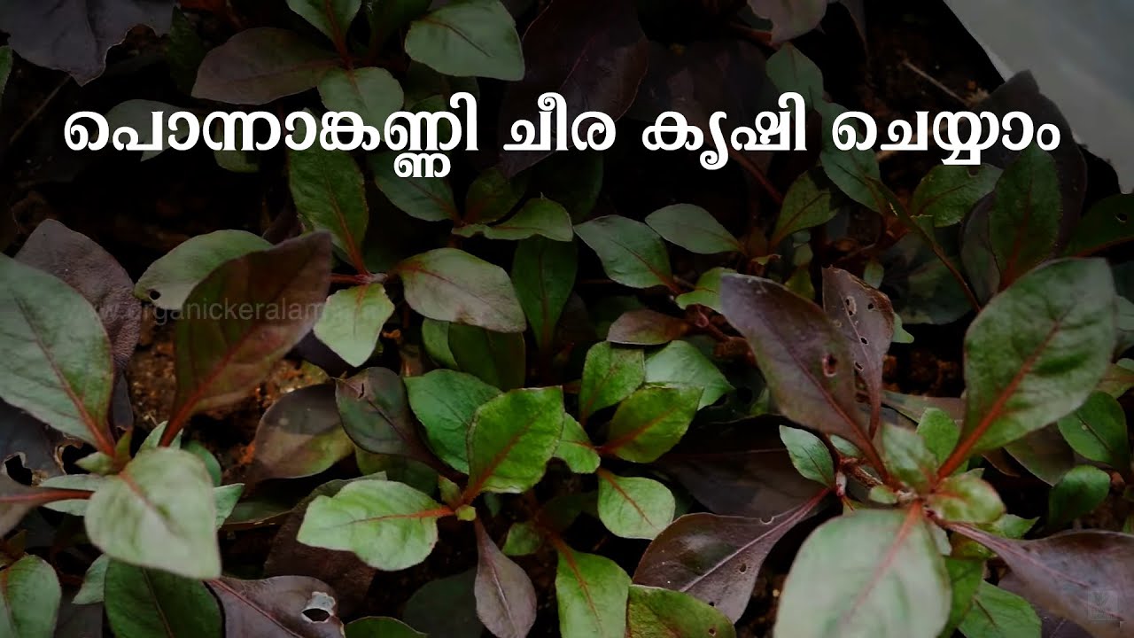 പൊന്നാങ്കണ്ണി ചീര നടുന്ന രീതി | Ponnankanni Cheera | Indigenous Spinach Cultivation