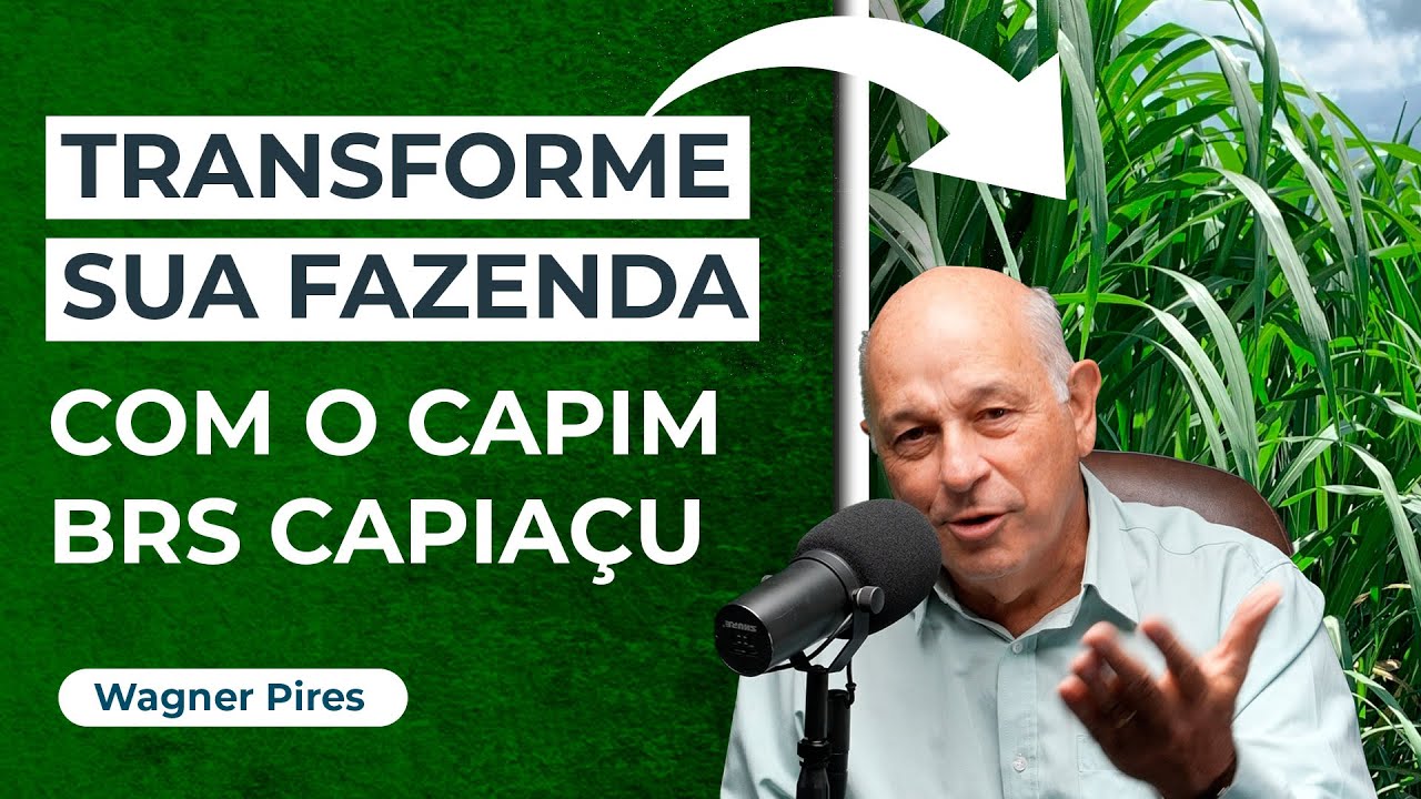 BRS Capiaçu A Variedade de Forragem que Vai Transformar sua Fazenda