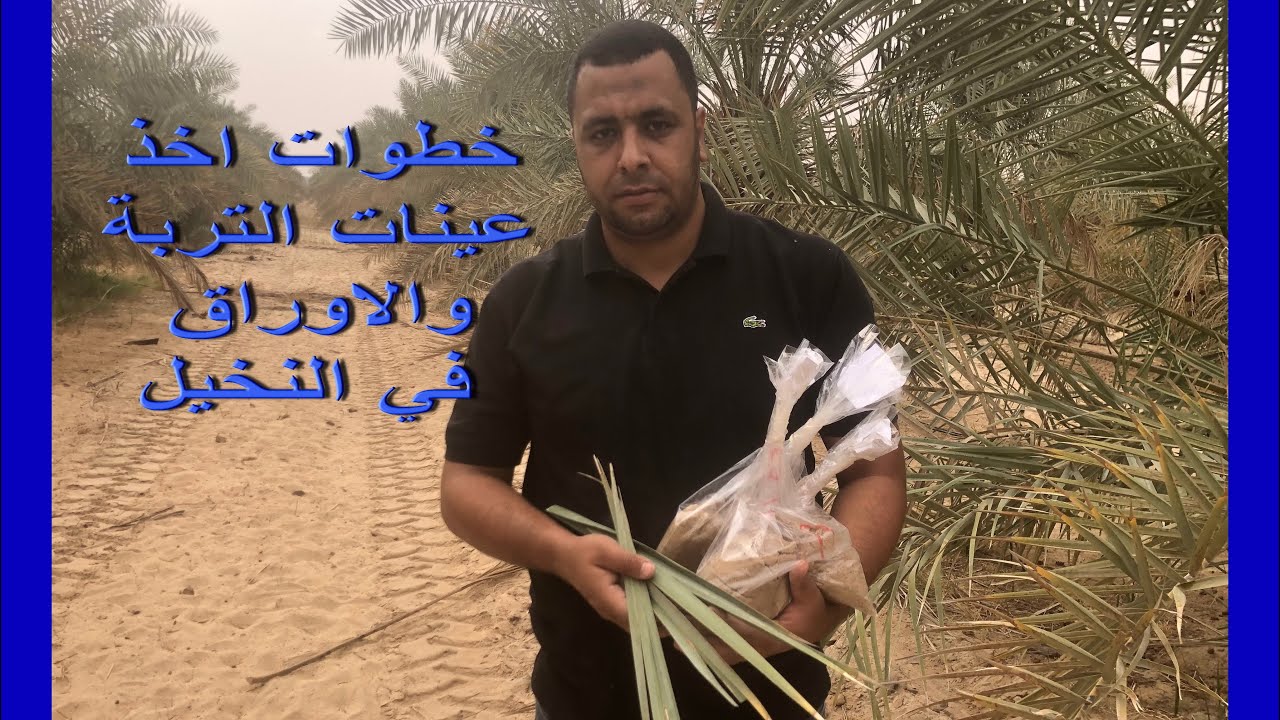 خطوات اخذ عينات التربه والاوراق في النخيل 🌴