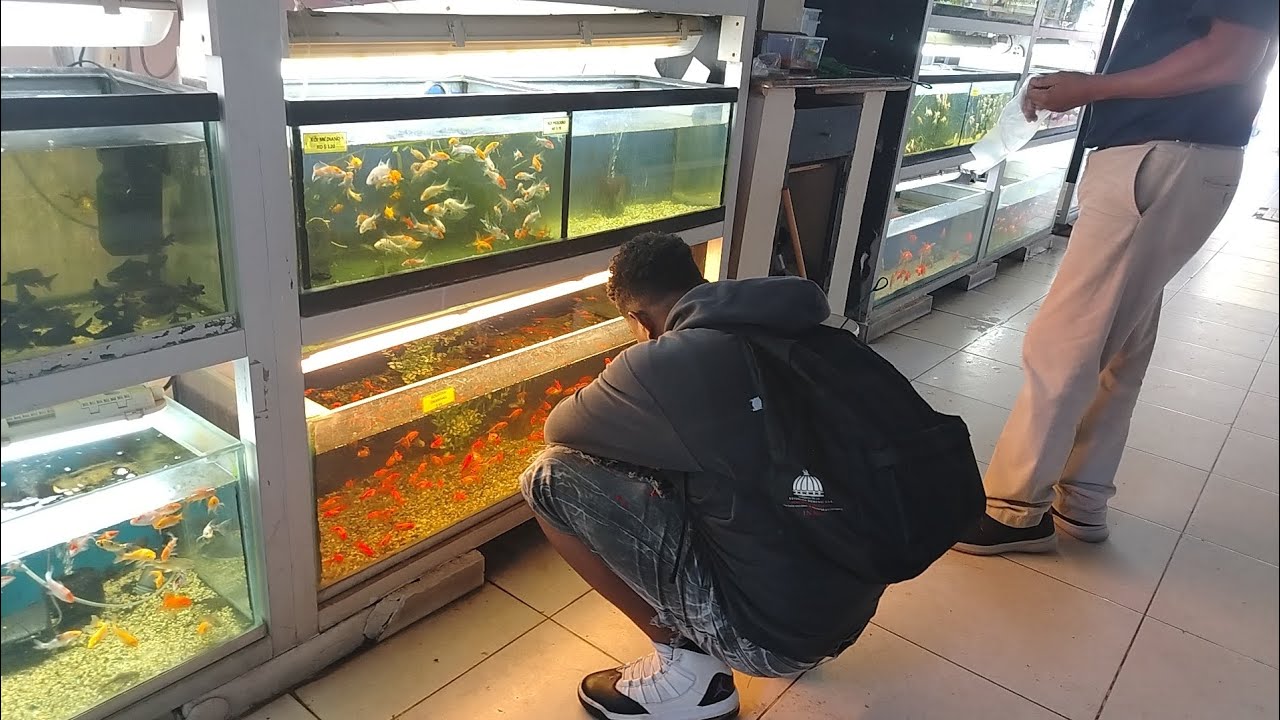 Salimos a comprar los peces golfich