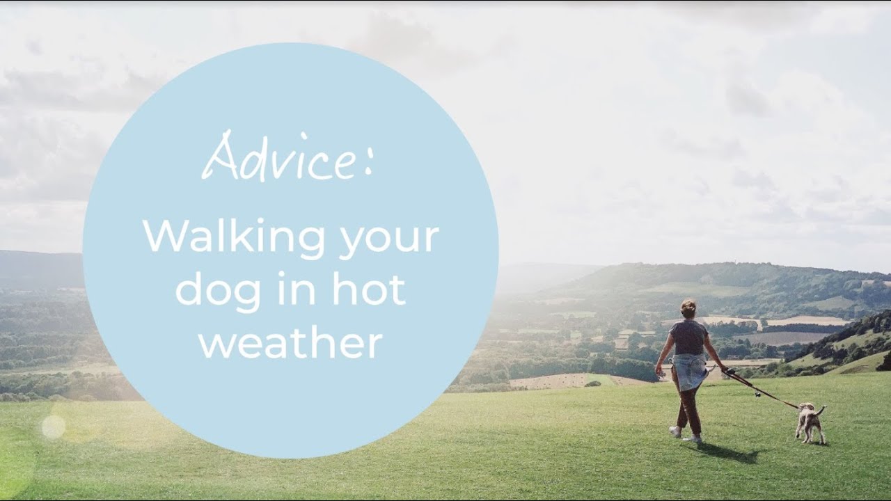 Advice: Walking your dog in hot weather