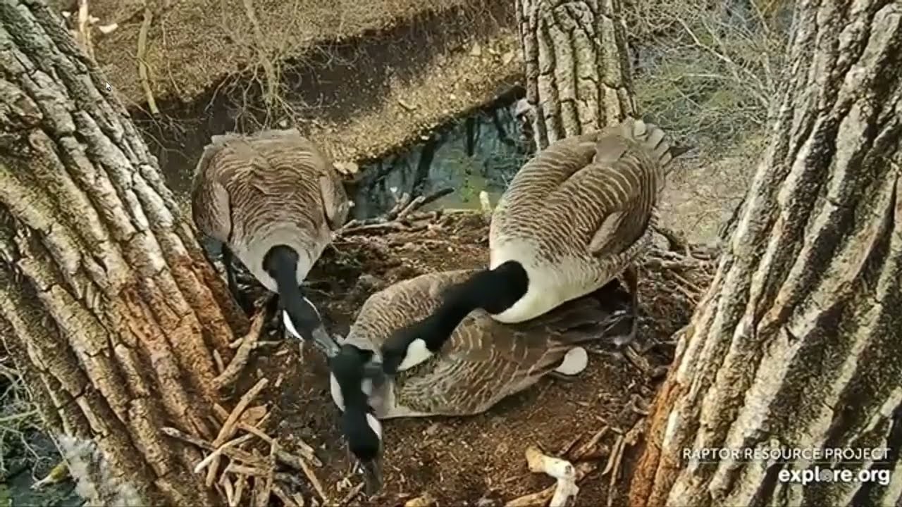 “Goose-on-Goose Mayhem: Nest Intruder Lays Egg Mid-Brawl 