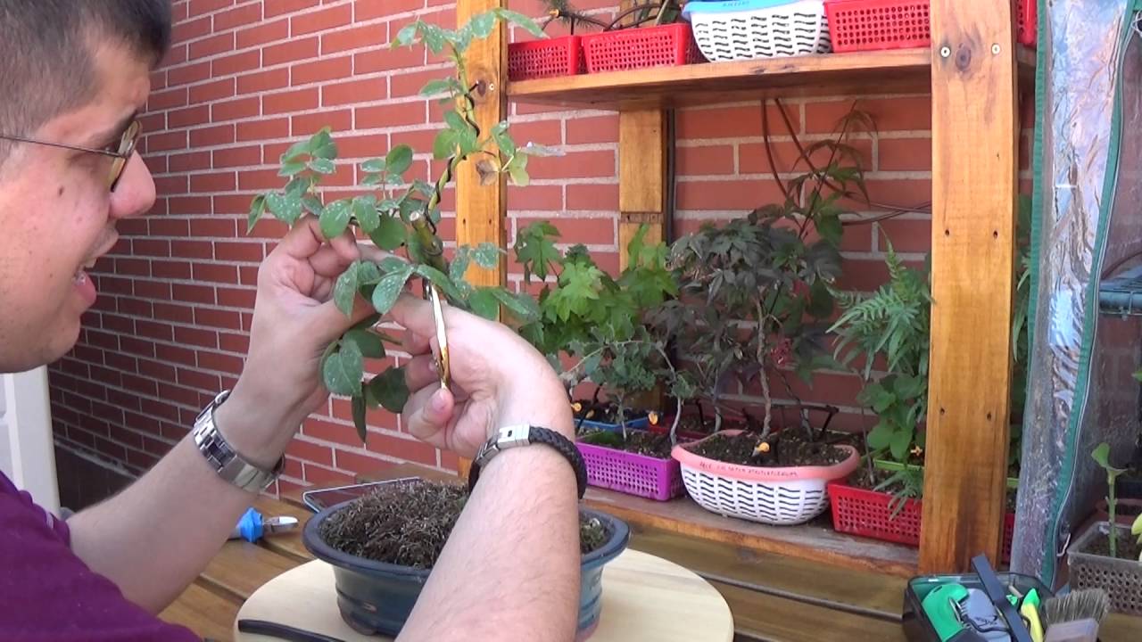 Rosal Rosa Negra Bonsai - Pinzado - (09/07/2016)