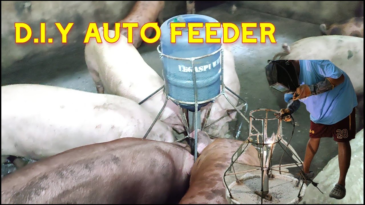 D.I.Y AUTO FEEDER FOR PIG I AUTO FEEDER PARA SA MGA BABOY