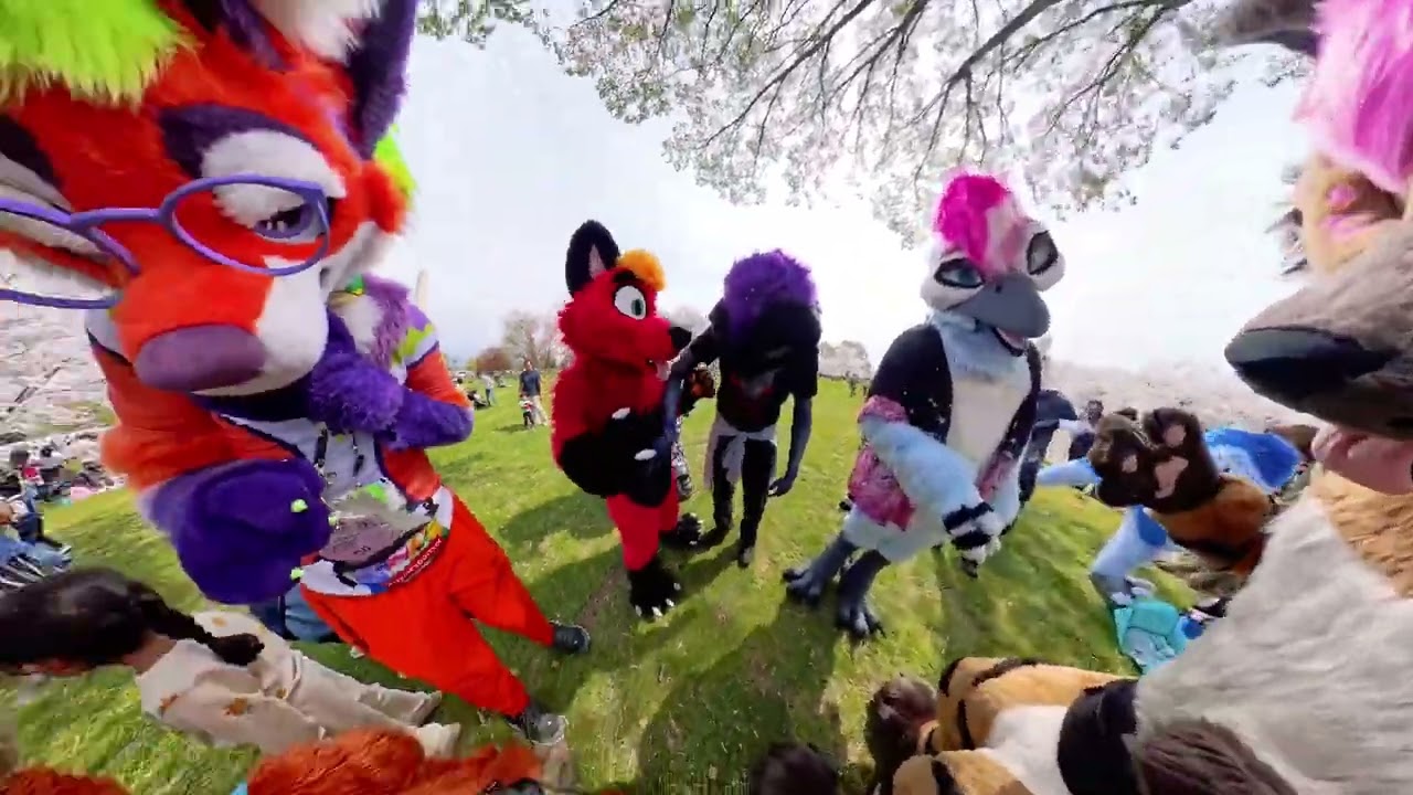 Cherry Blossom Festival 2025