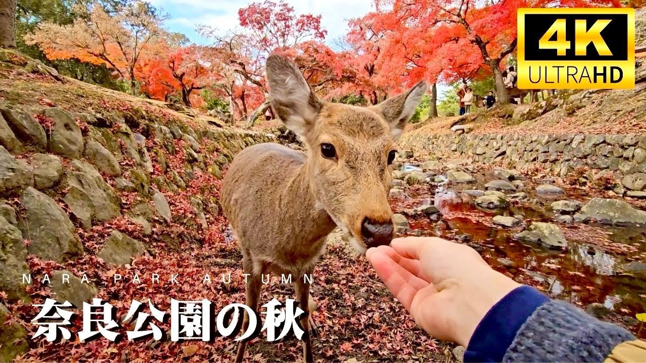 Nara Day Trip: Beautiful Autumn leaves in Nara Park ・ Japan   奈良公園の秋