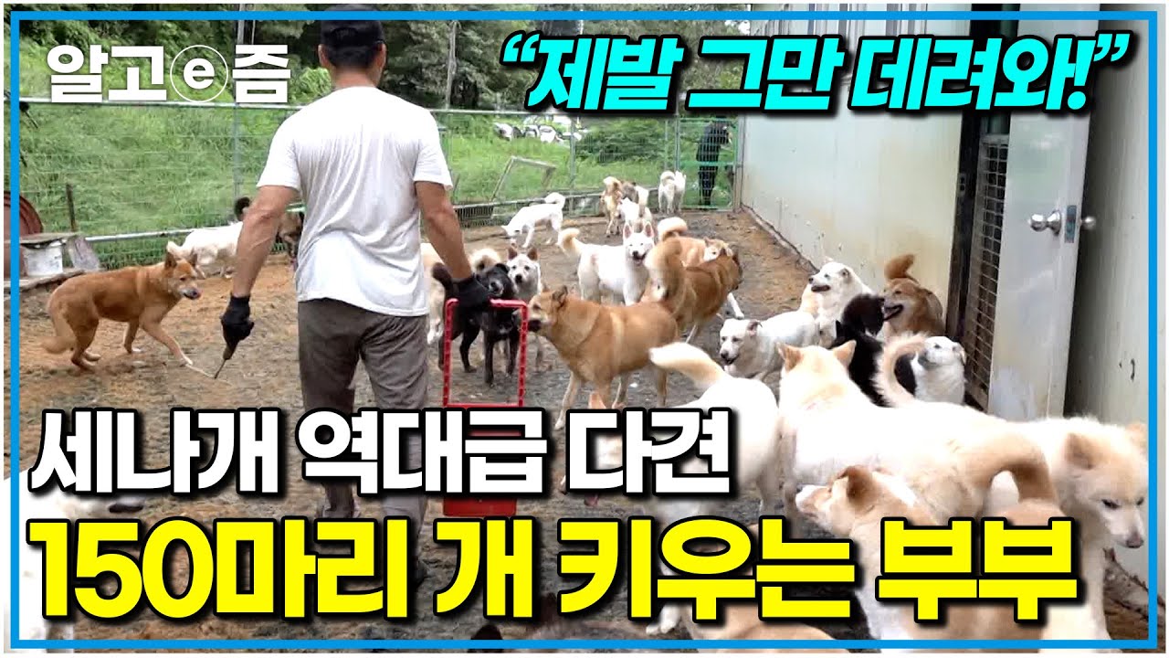 “자꾸 불쌍한 애들이 보이니까..” 150마리의 개를 단둘이 돌보는 부부. 불쌍한 유기견을 보면 지나치지 못하는 아내 때문에 괴로운 남편｜세상에 나쁜 개는 없다｜알고e즘
