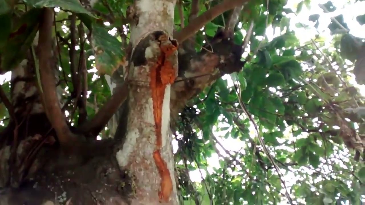Camboat&aacute; -&nbsp;&nbsp;Cupania oblongifolia