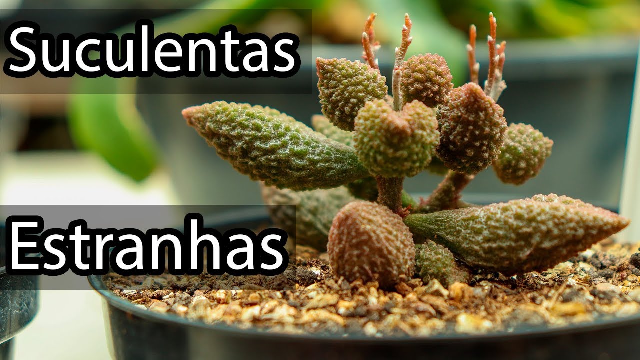 SUCULENTAS estranhas do Vando #suculentas #coleção #identificadas