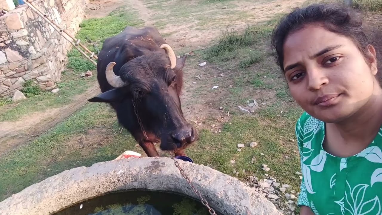 हमारी भैंस छुड़ा के भाग गईं 🥺😱🙆