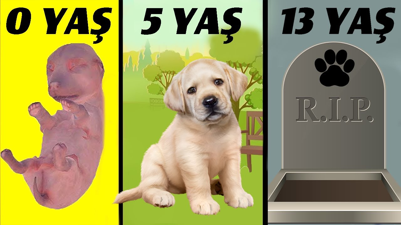 DOĞUMDAN ÖLÜME BİR KÖPEK OLMAK! - Dog Life Simulator !