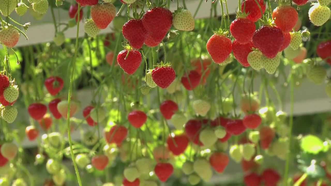 Vershuys.com Versflits: De lekkerste en zoetste aardbeien uit Belfeld van Marcel Dings Brookberries.