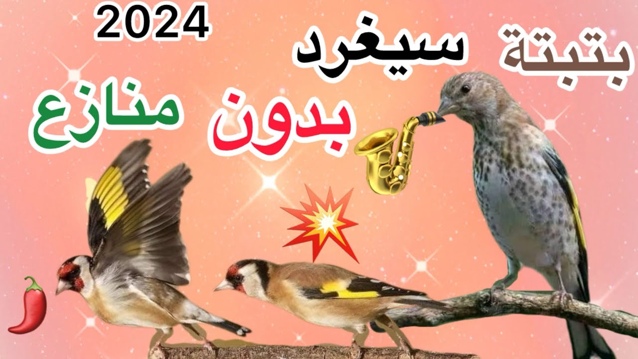 💣بتبتة وتستسسة تنطق💤اي حسون كان ساكت🎺او صامت تخرجه عن🍀صمته سيبهرك بتبتة متوازية🍒 مع اي مقنين خجول