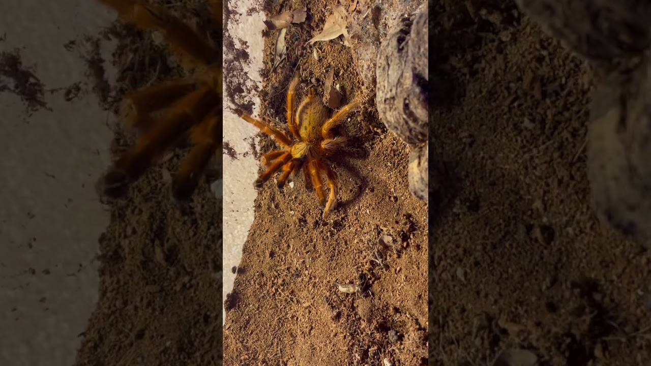 VICIOUS Pterinoculus Murinus Orange Baboon Tarantula &lsquo;OBT&rsquo; Threat Pose &rsquo; ⛔️ Venom ⛔️ Aggressive ⛔️