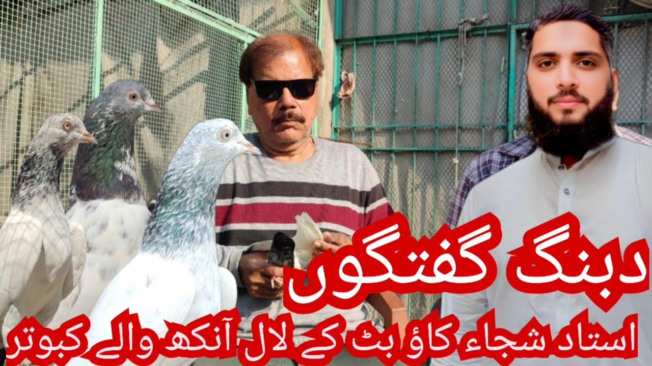 Ustad shuja kaow butt k LAAL aankh waly kabutr or dabang interview