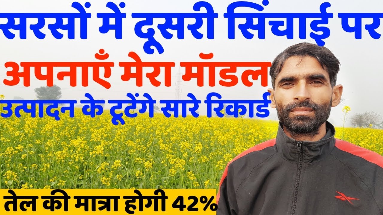 सरसों में दूसरी सिंचाई पर करें ये काम उत्पादन होगा रिकोर्ड तोड़ | Sarso ki kheti | Mustard farming
