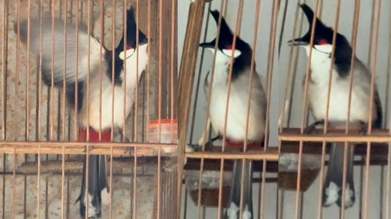3Chú Chim Mộc Dở Bộ Đẹp Gấu Chim Nết Hay Giọng Chuông Soắn 12/2/26