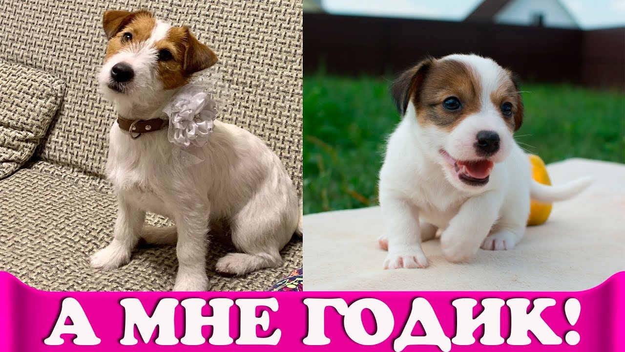 А мне годик! День рождения у Джек Рассел терьера.