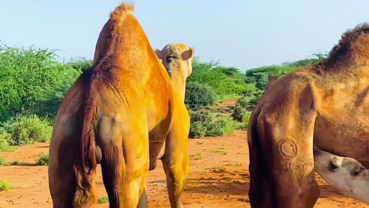 Abwaan Faarax (Laan-jeer) Gabaygii Geela Iyo Taariikhuu ku soo baxay.