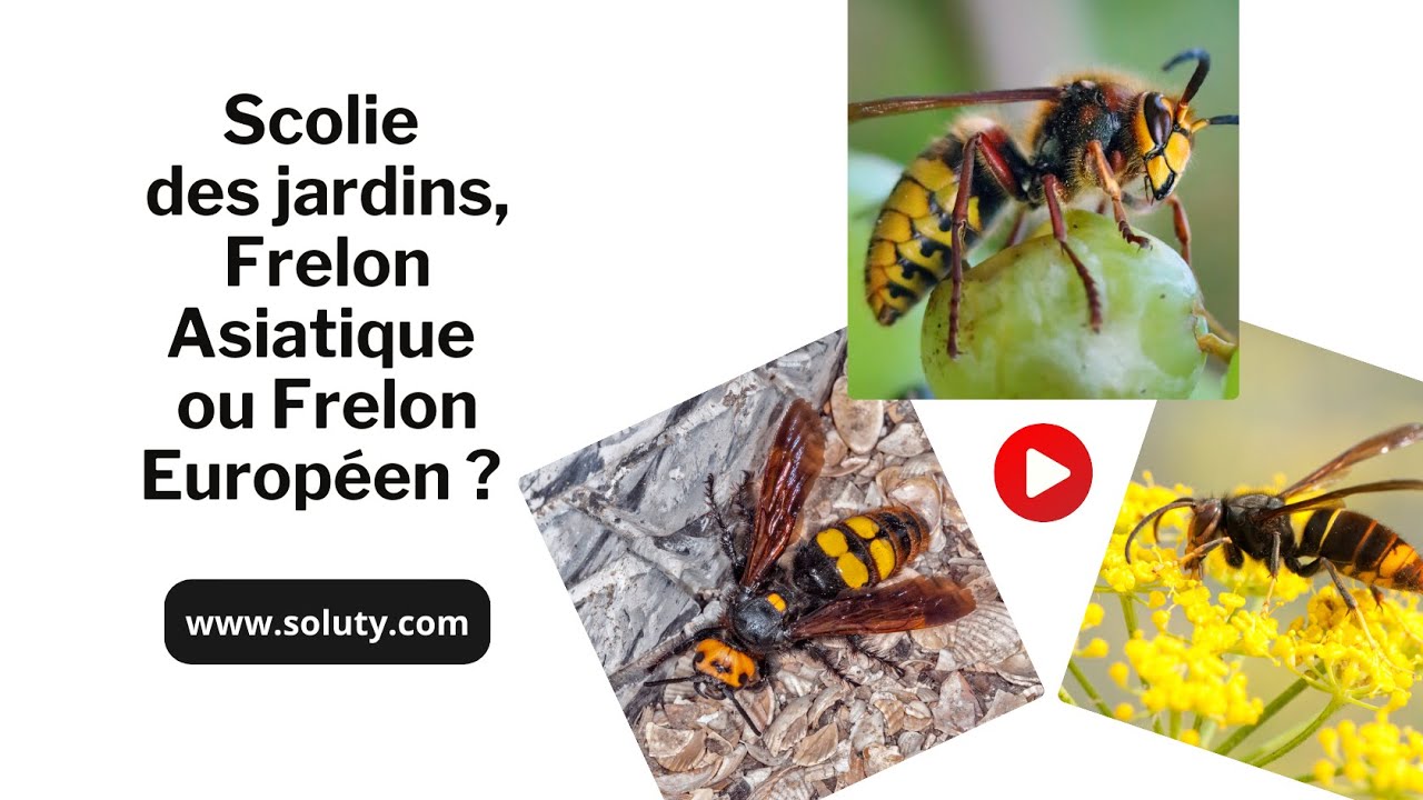 Les différences entre une scolie des jardins, un frelon Asiatique et un frelon Européen.