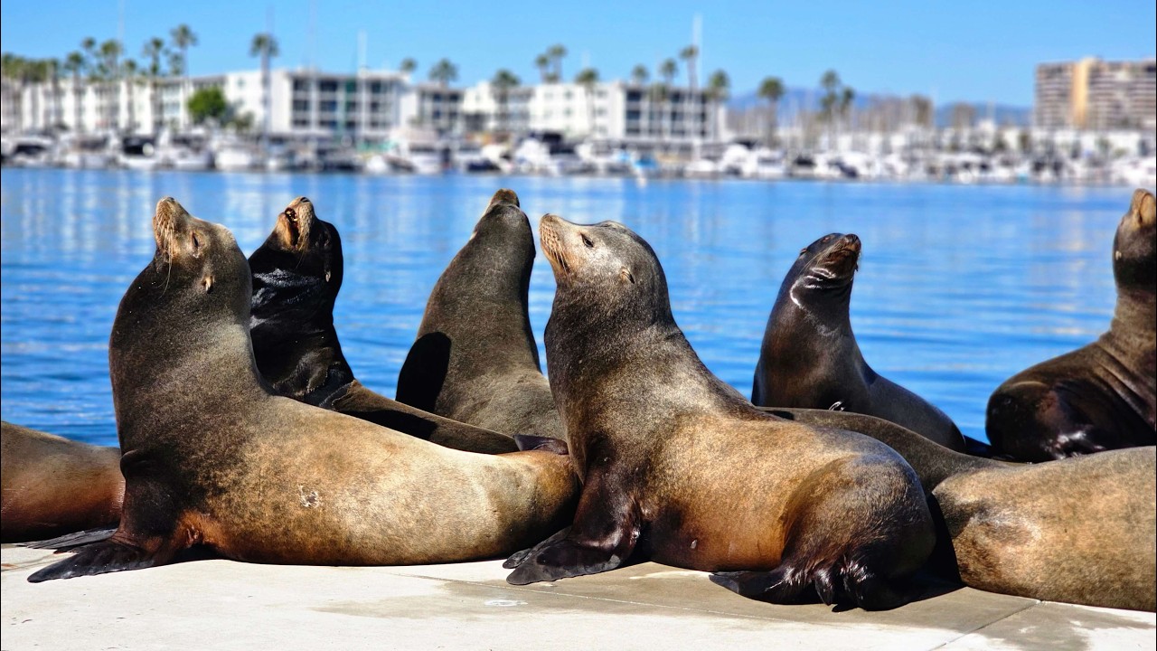 “Sun, sea, and dolphins — the ultimate California boat day.”