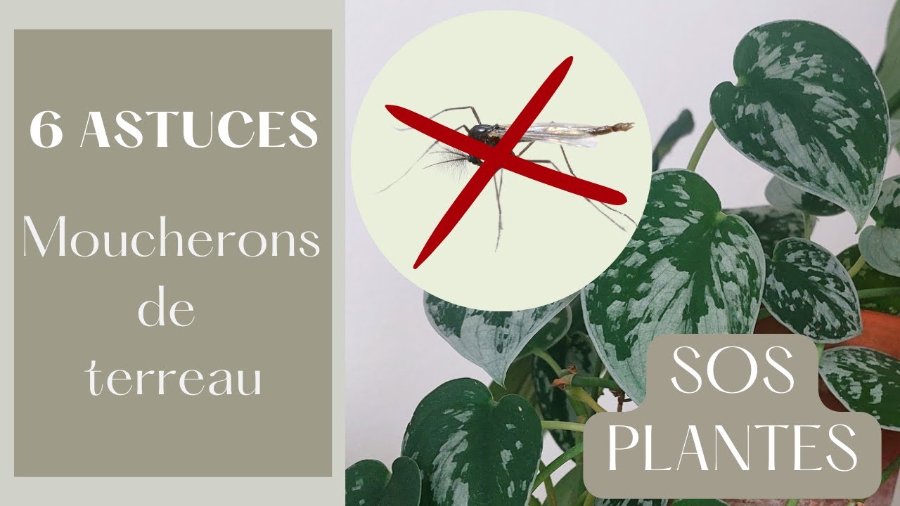 6 ASTUCES contre les MOUCHERONS de terreau ~ SOS PLANTES ? 🪴🪰