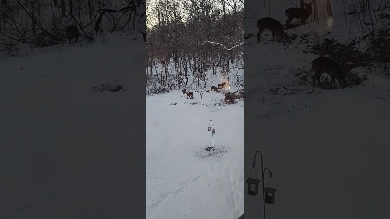 Just some deer grazing in snow outside my bedroom. 