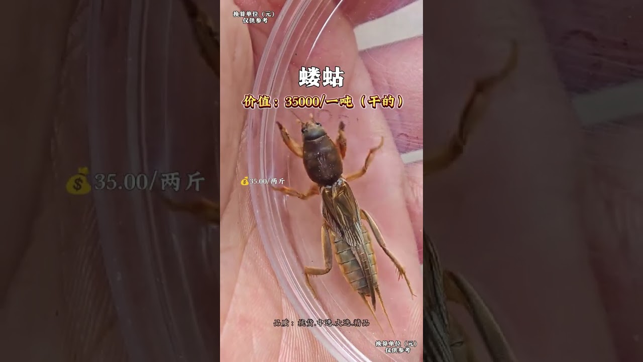 Chinas 15 Rare Medicinal Materials