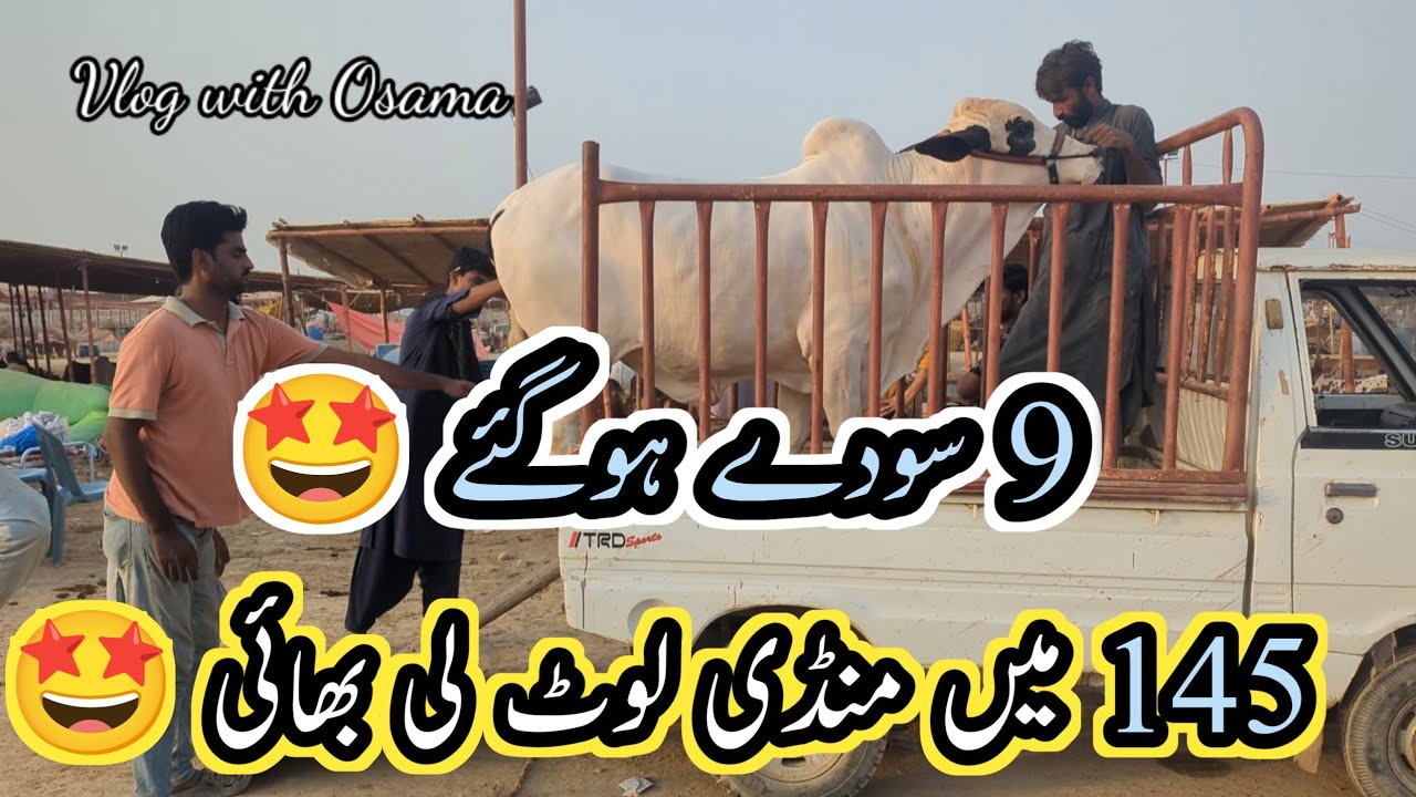 Northern Bypass Mandi Latest 145k To 445k Sode||Northern Mandi May 7 2025 ||Vlog with osama