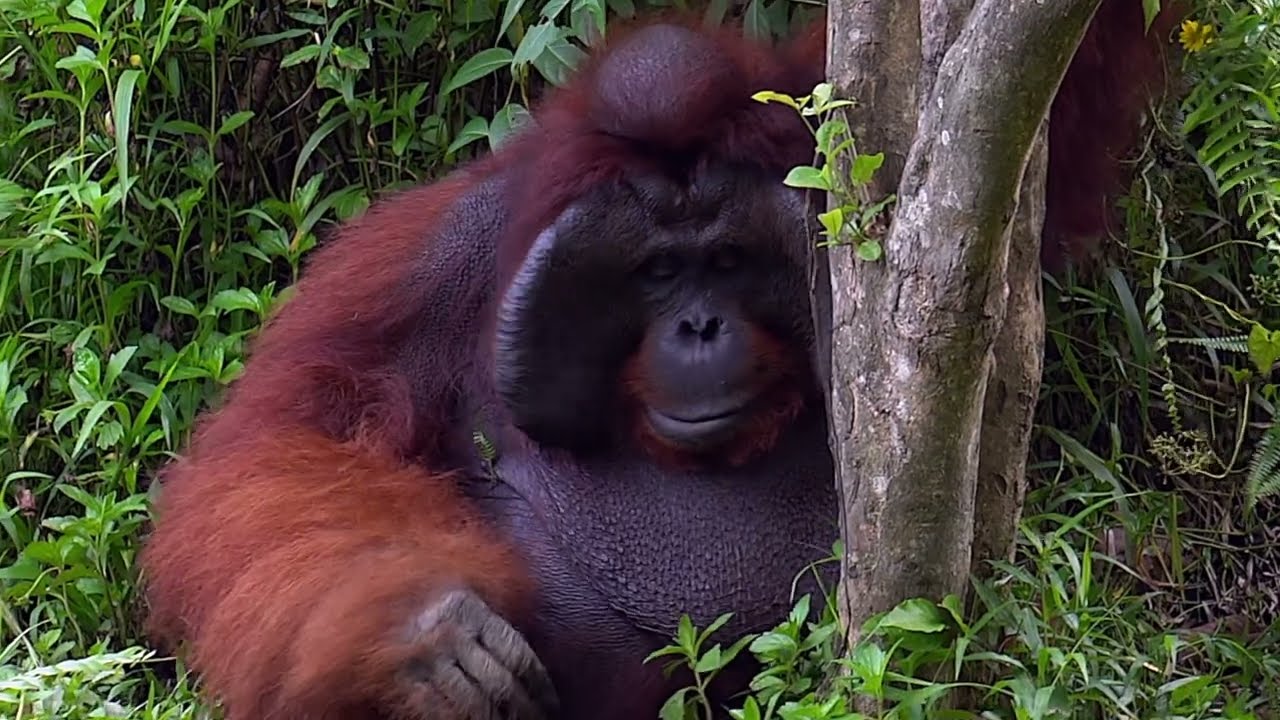 Samboja Lodge  BOS  -  Borneo Orangutan Survival Foundation