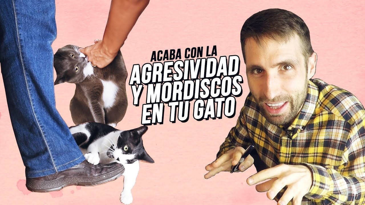 Acaba con la AGRESIVIDAD en GATOS 😾 😡| ¡Adiós a los mordiscos! 👋
