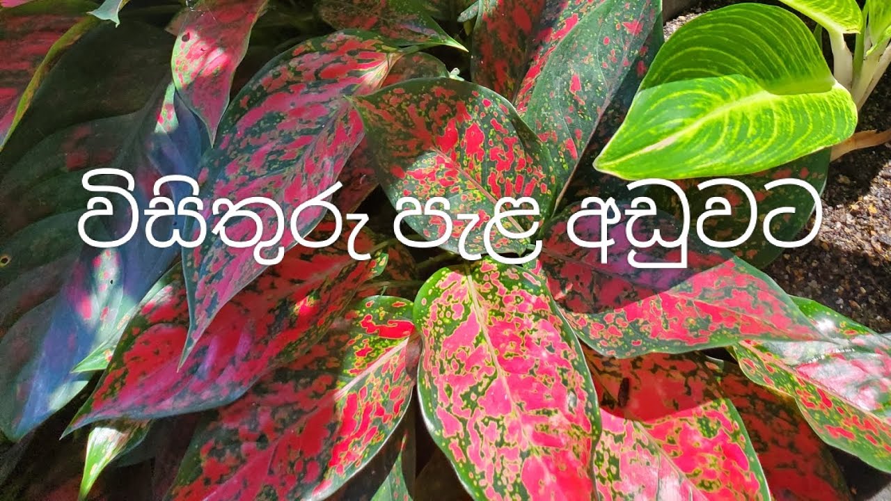 රු100/- සිට විසිතුරු පැළ අඩුවට| (Venus Plants)| Call or Whatsapp :0769318257