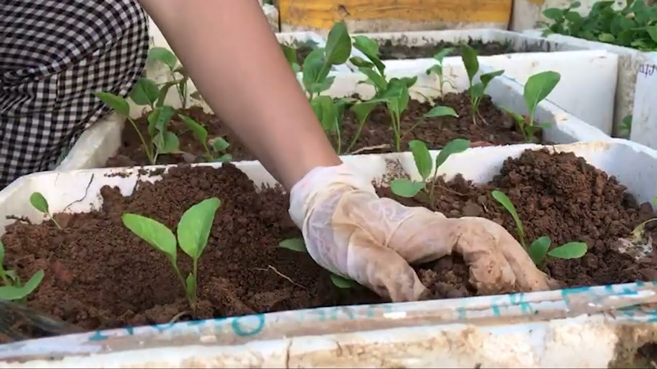 Tận dụng th&ugrave;ng xốp bỏ đi để trồng rau cải ngọt xanh mướt mượt, nh&igrave;n th&iacute;ch m&ecirc;.