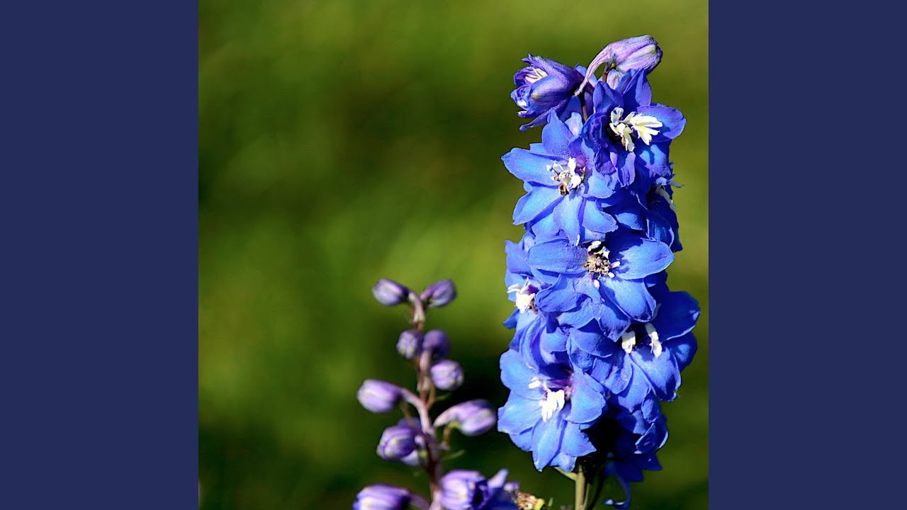 Beautiful Flower