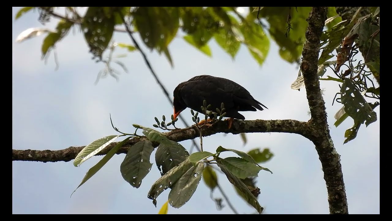Common Hill Myna (Gracula religiosa) & its Call.